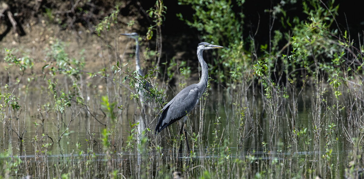 цапля серая - юрий макаров цапля серая - юрий макаров