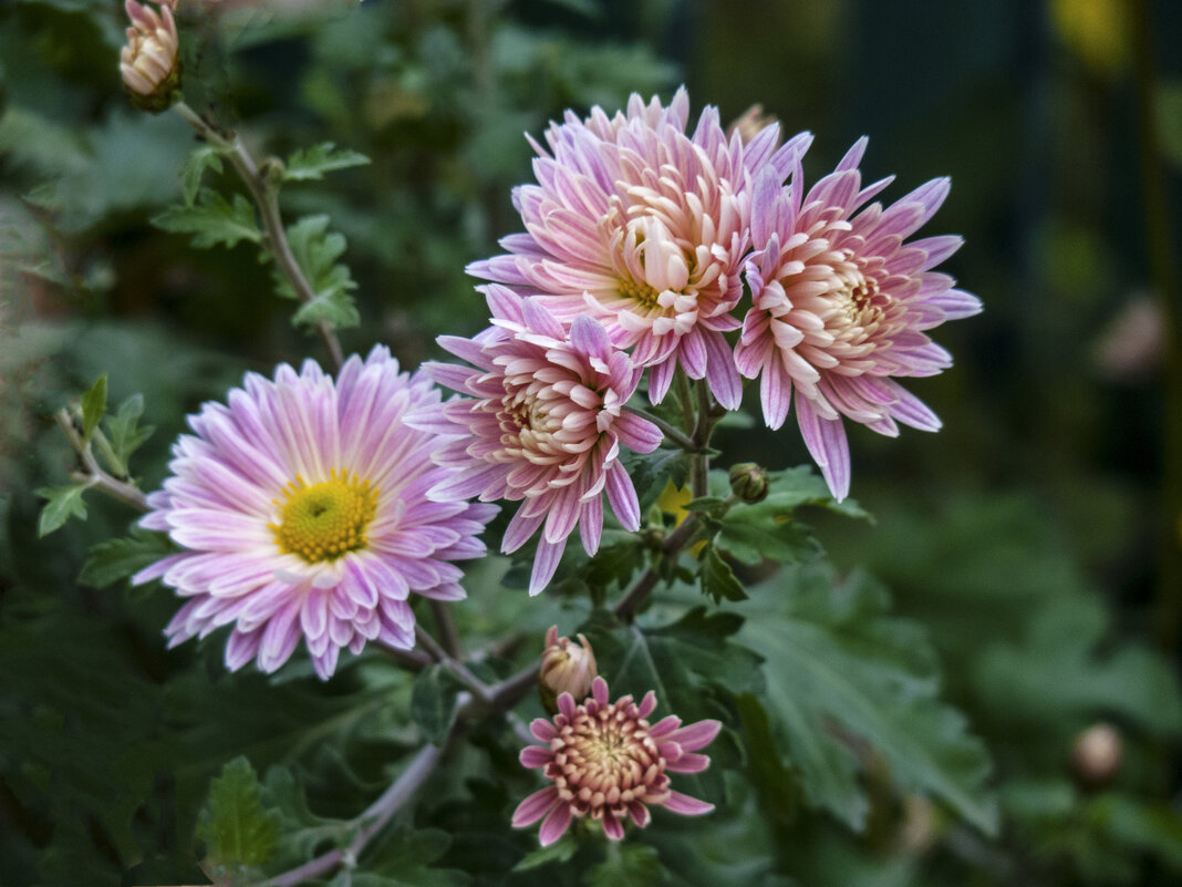 Наши хризантемы - Валентин Семчишин Наши хризантемы - Валентин Семчишин