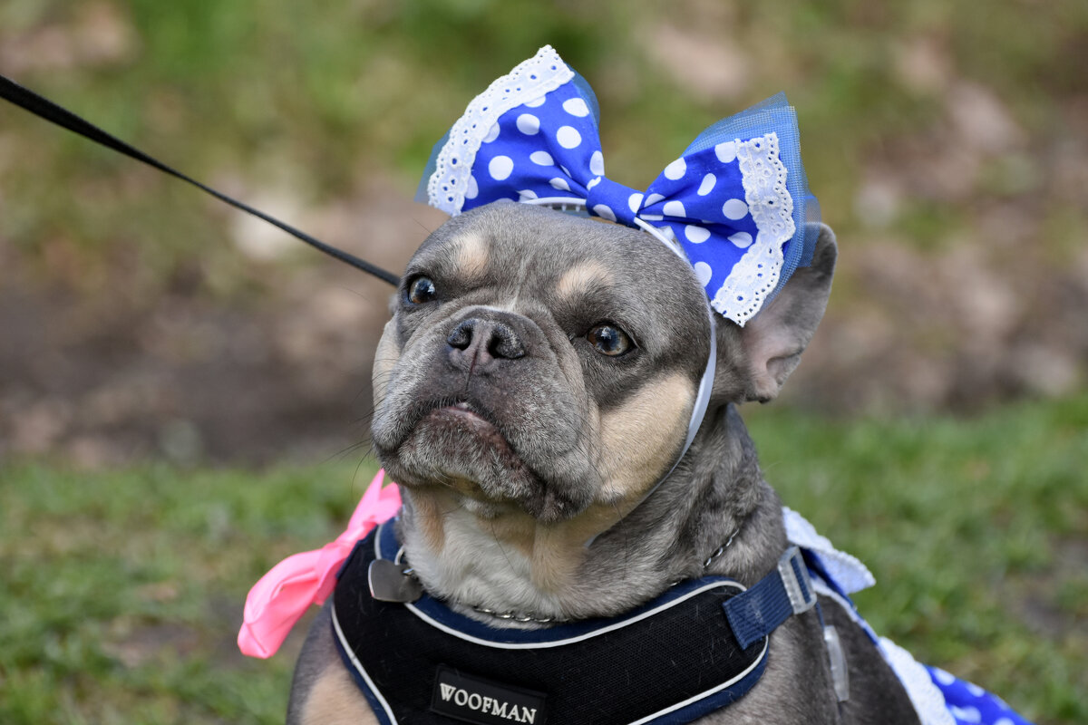 Москва. Парад французских бульдогов в усадьбе «Воронцово». - Наташа ***** Москва. Парад французских бульдогов в усадьбе «Воронцово». - Наташа *****