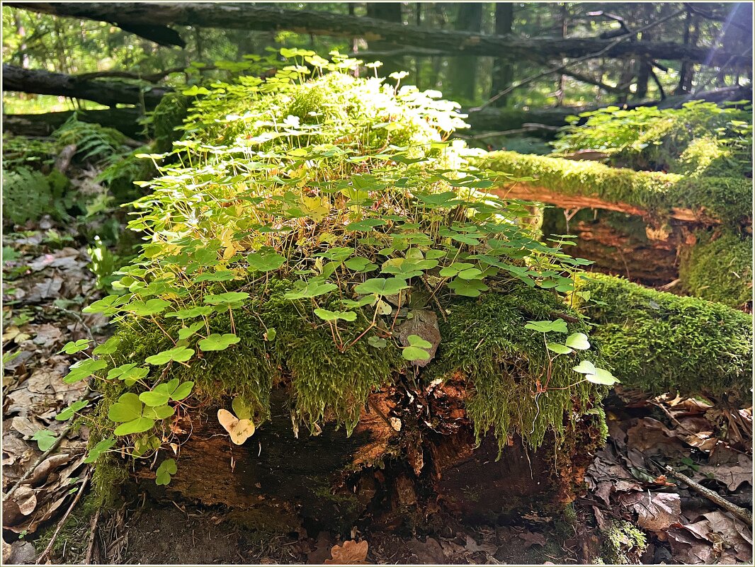 Кислица на пне. - Валерия Комова