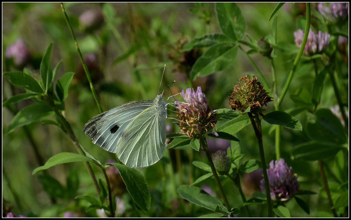 Лето это маленькая жизнь - Aleksandr Gal