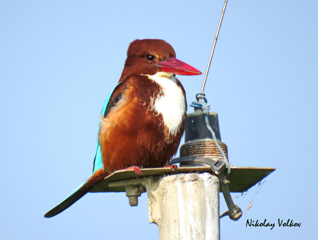 Белогрудый зимородок - Николай Волков Белогрудый зимородок - Николай Волков