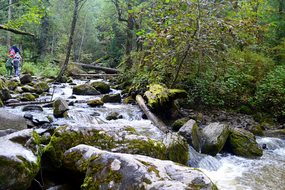 Таёжными тропами - Татьяна Лютаева