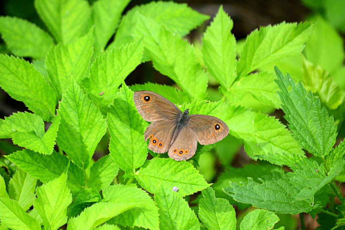 Крылышки с пятнышками) - Татьяна Лютаева