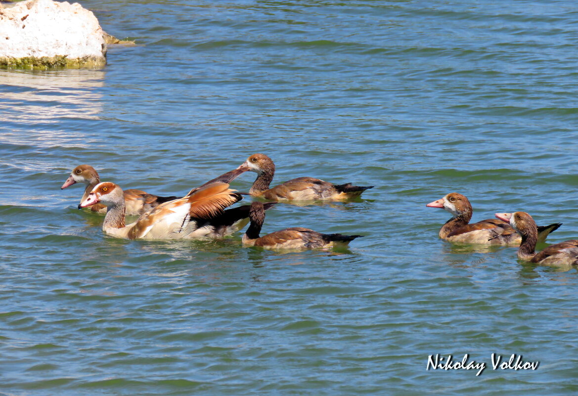 Нильские гуси - Николай Волков