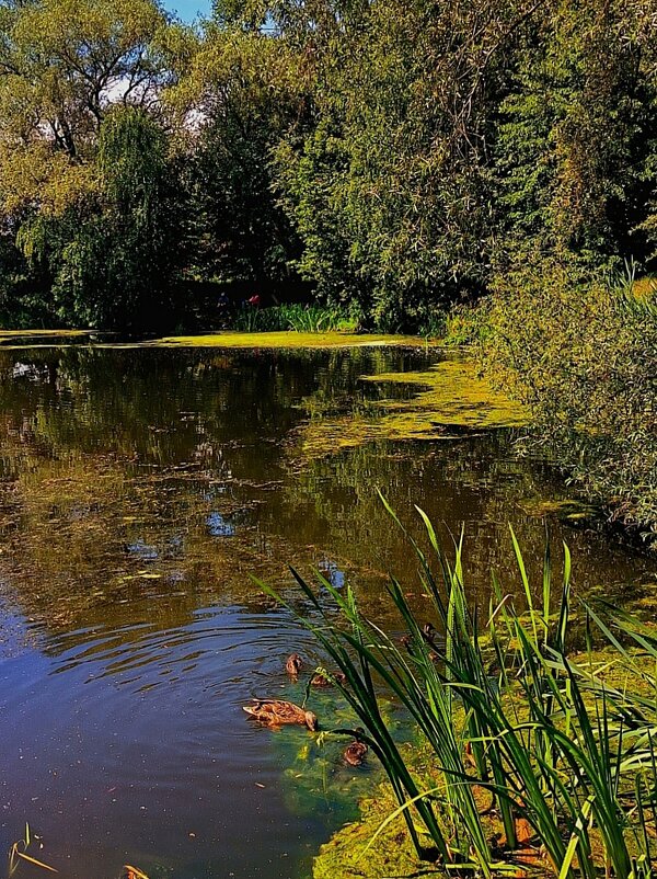 Лето - Тамара Вебер