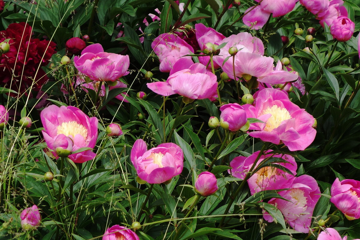 Пионы - Рита Симонова