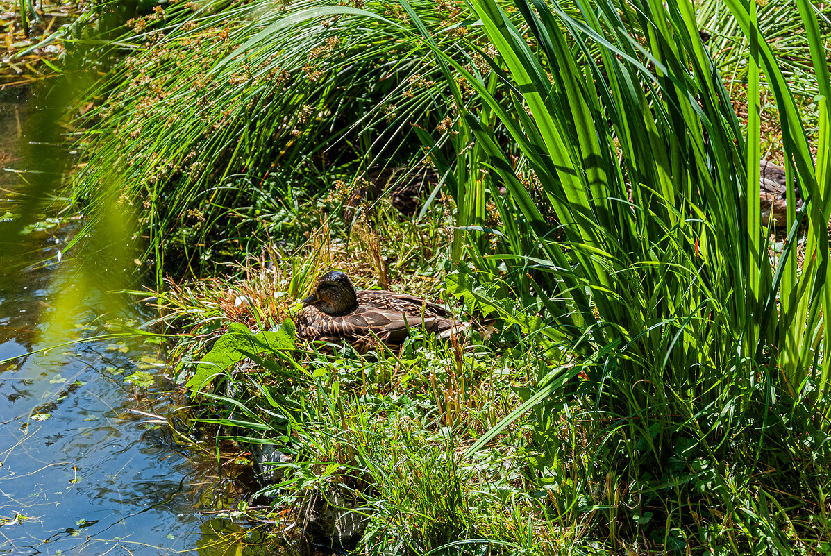 Кряква - Варвара 