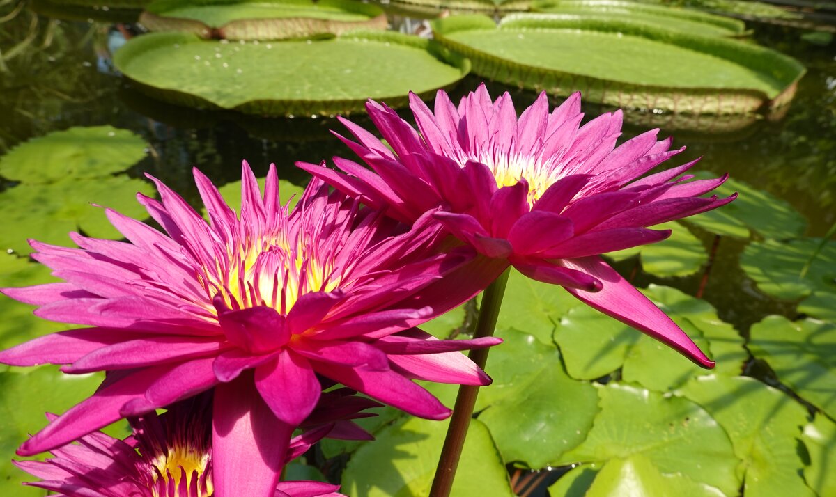 Кувши́нка, или Нимфея (лат. Nymphaéa)... - Галина 