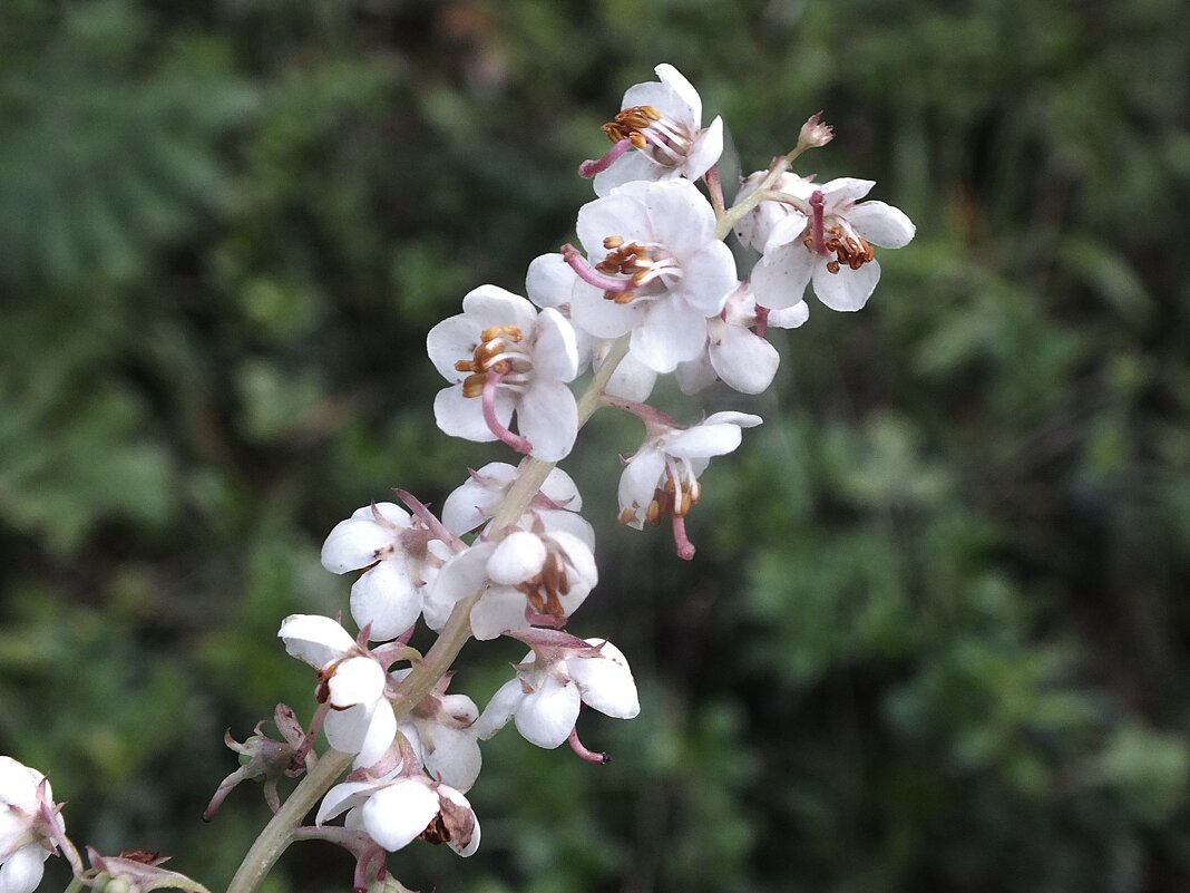 Грушанка - Зоя Мишина Грушанка - Зоя Мишина