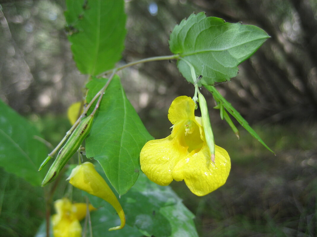 Недотрога - Anna Ivanova