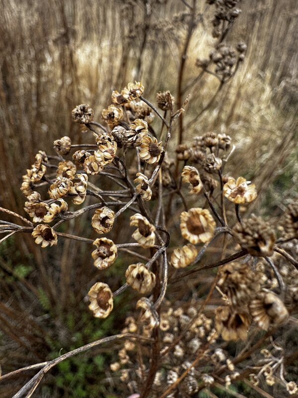 Сухоцвет - Sergey Xranitel