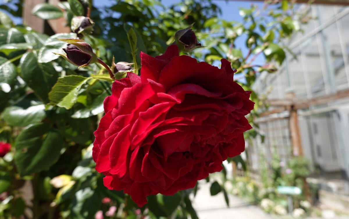 "Красота помогает обрести и восстановить гармонию в жизни !" - Галина 