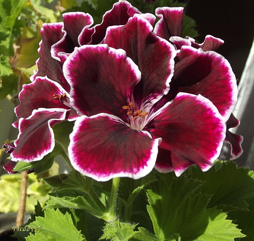 Королевская пеларгония - Freddy 97