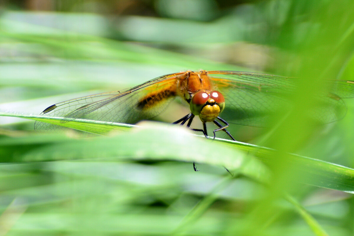 Засада - Геннадий Супрун