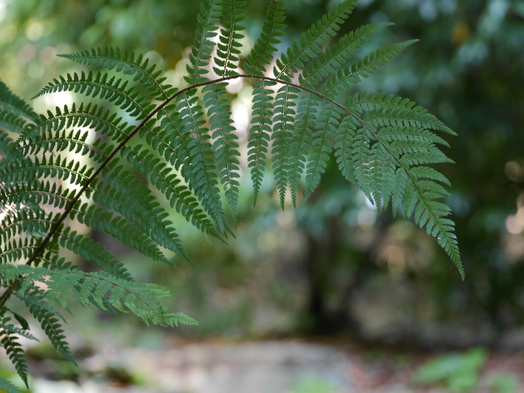 Гербарий - Наталья Rosenwasser