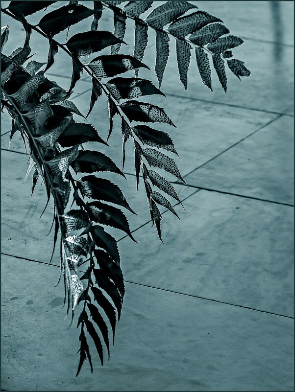 Живая и мертвая природа - Наталья Rosenwasser