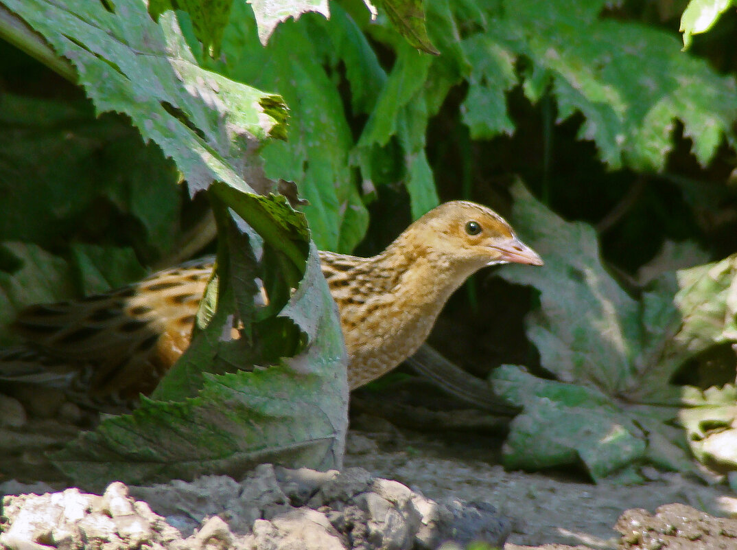 коростель - gawrilа - dan