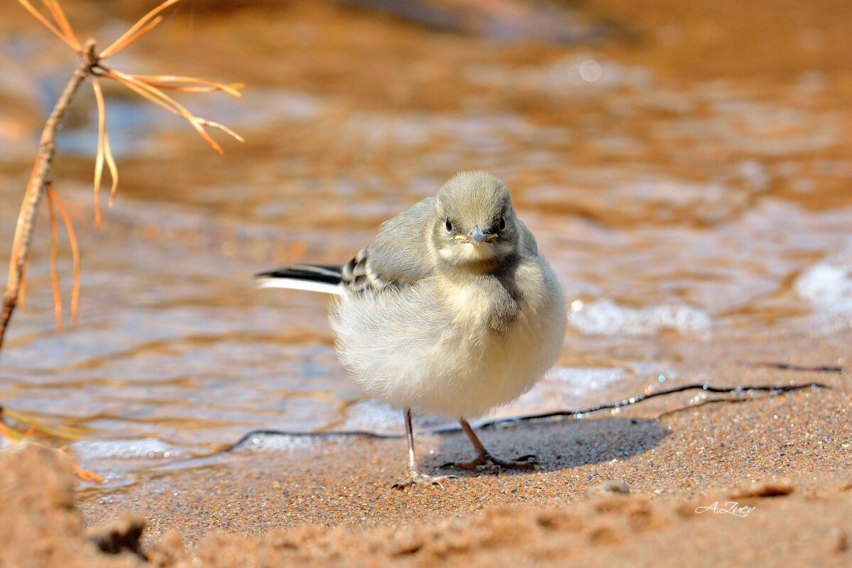 *** - Александр Зуев