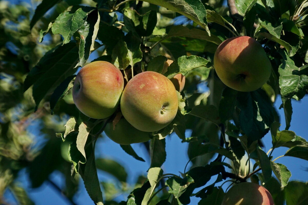 Кубанские яблоки... - Николай Саржанов