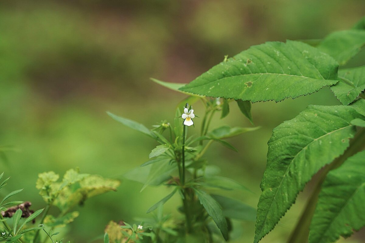 Лесная фиалка - Татьяна Тюменка