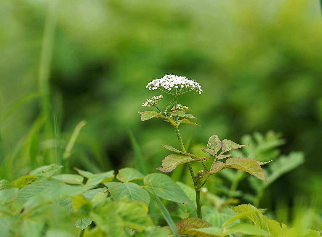 Сныть обыкновенная - Татьяна Тюменка