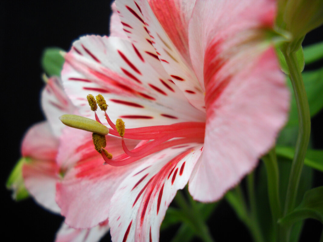 Цветок - Victoria 