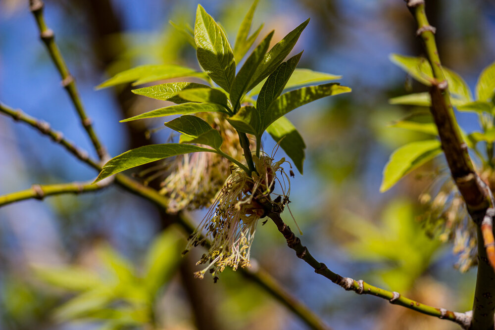 Весенние листочки - Светлана SvetNika17 Весенние листочки - Светлана SvetNika17