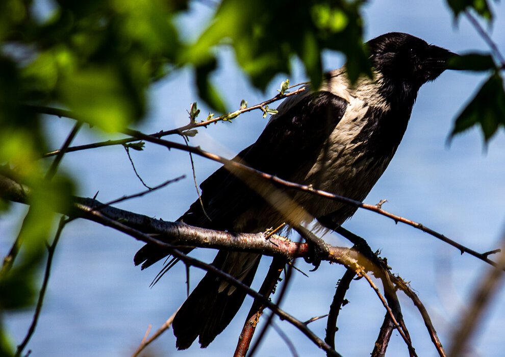 Ворона - Светлана SvetNika17