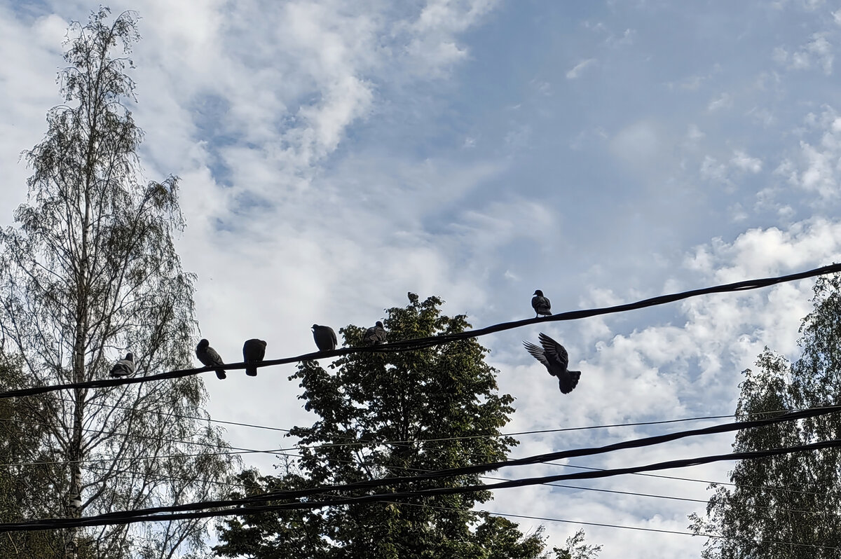 Птички на проводах - Gen 