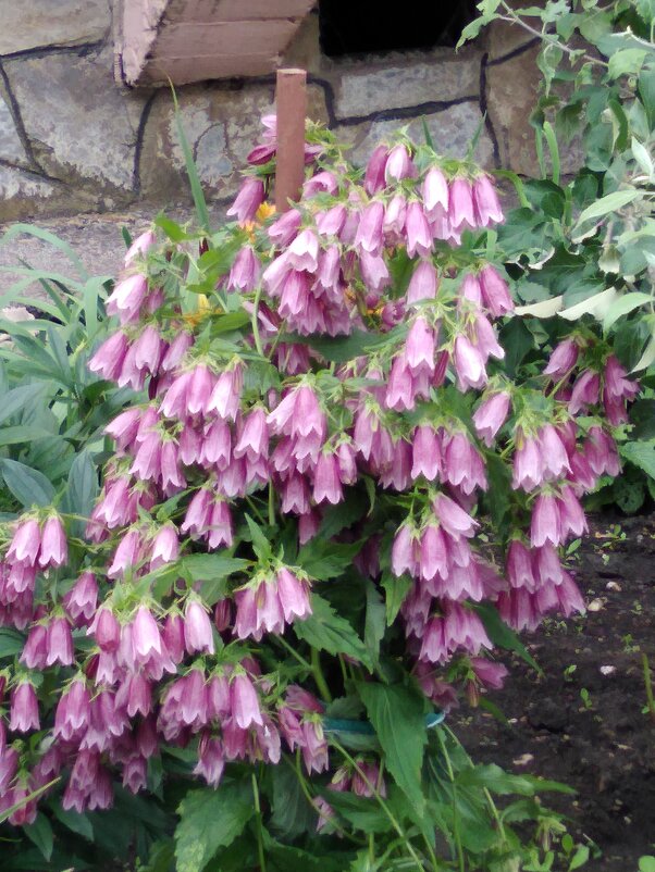 Лето. - Венера Чуйкова