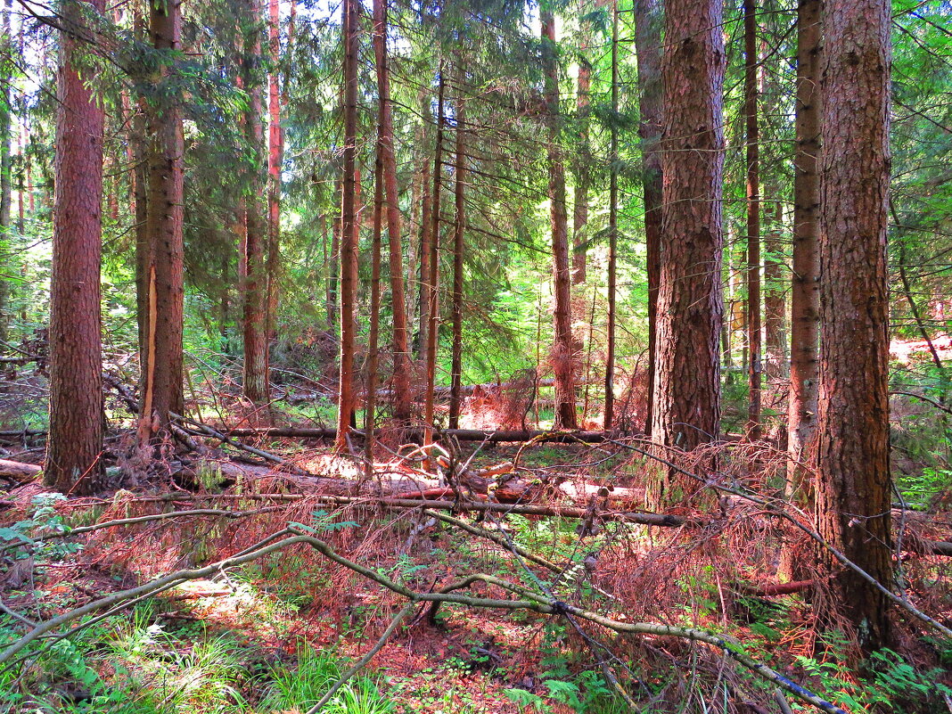 В хвойном лесу - Андрей Снегерёв В хвойном лесу - Андрей Снегерёв