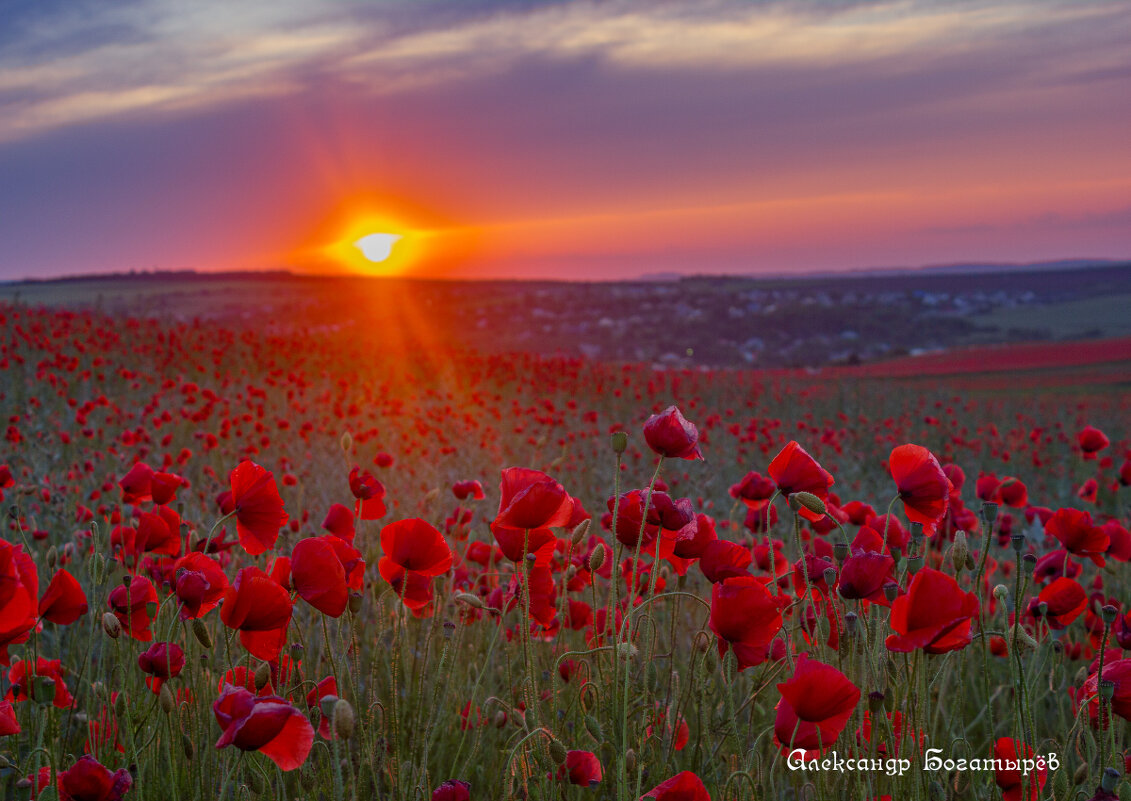 маки Ставрополья - Александр Богатырёв