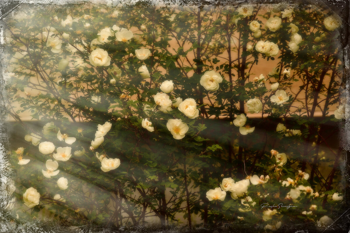 природа - סּﮗRuslan HAIBIKE Sevastyanovסּﮗסּ природа - סּﮗRuslan HAIBIKE Sevastyanovסּﮗסּ