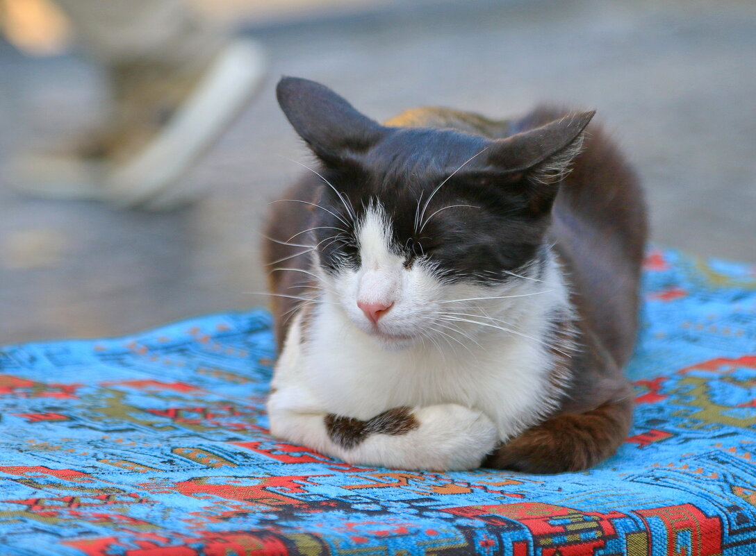 сладок сон дневной - Andrey Bragin сладок сон дневной - Andrey Bragin