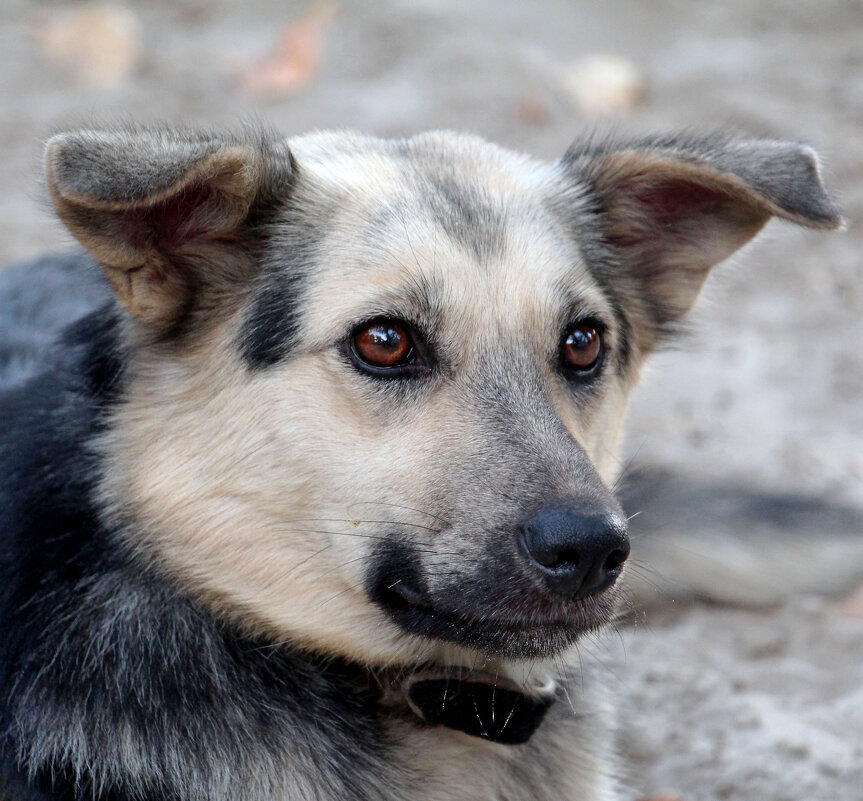 Портретъ незнакомки - Олегъ Петрович