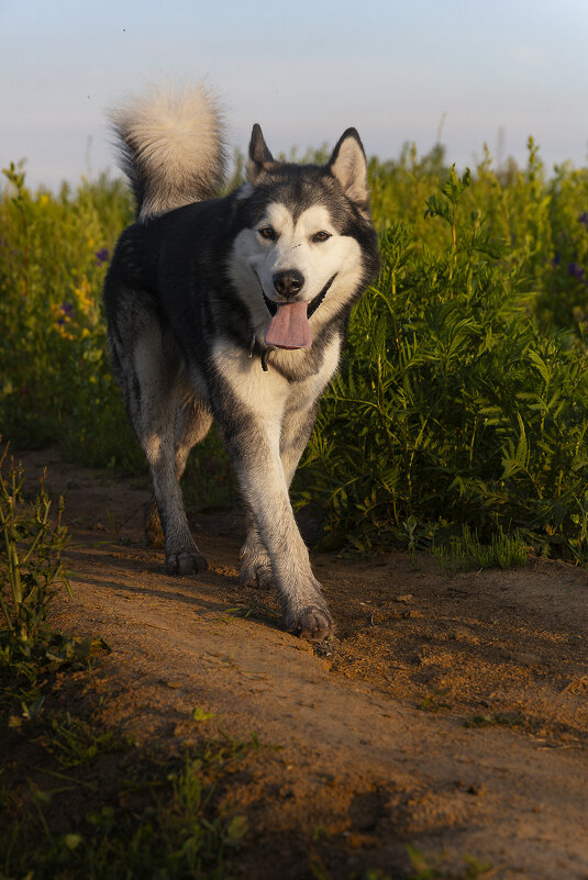 Ярик. - leff Postnov