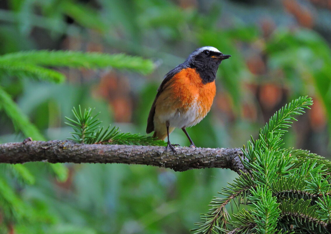 Горихвостка - Ната Волга