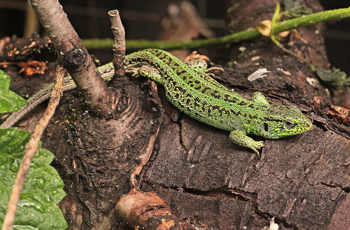 на солнышке... - Александр Герасенков