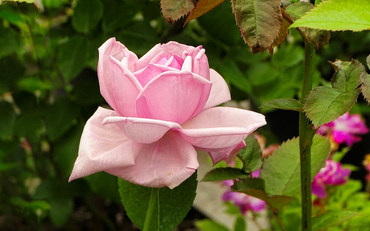 Городские цветы. - Милешкин Владимир Алексеевич Городские цветы. - Милешкин Владимир Алексеевич