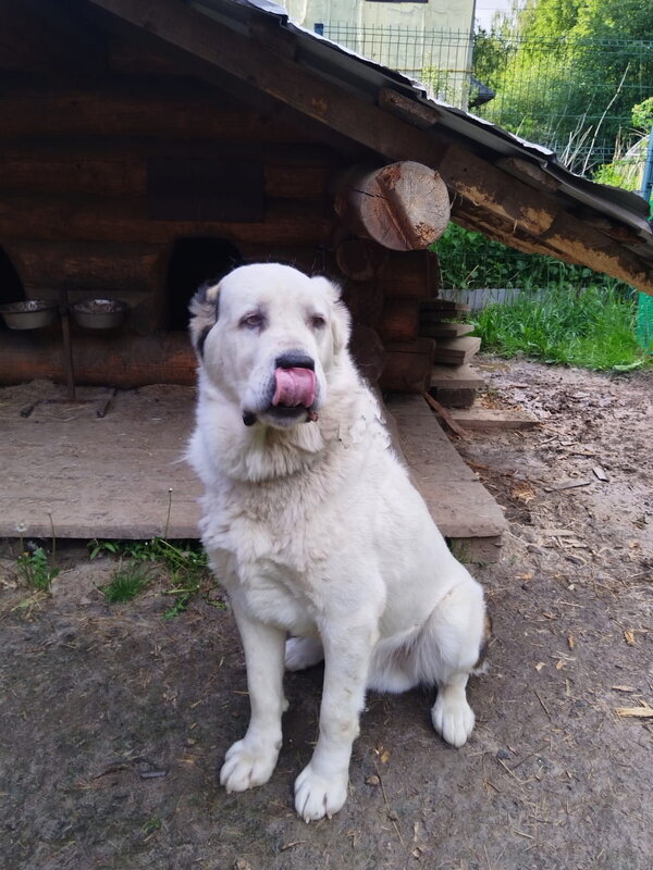 Алабай Тимоша. - Ольга Довженко