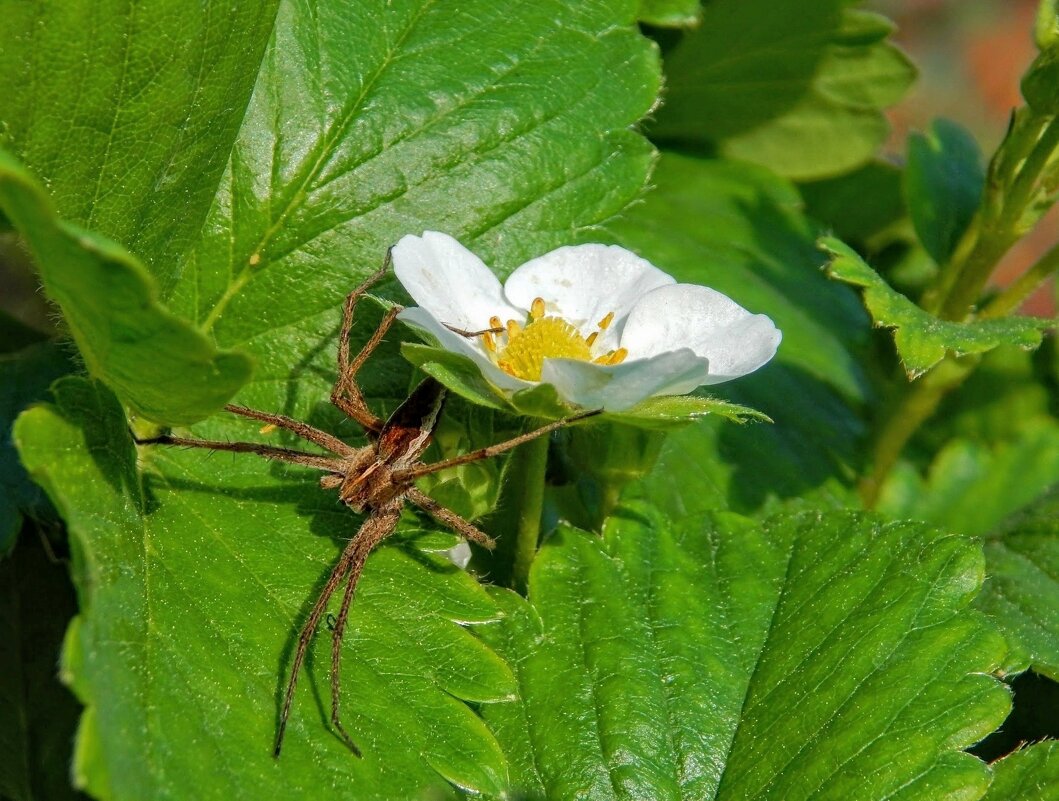 Филодромус непарный, самка! - Елена Хайдукова  ( Elena Fly )