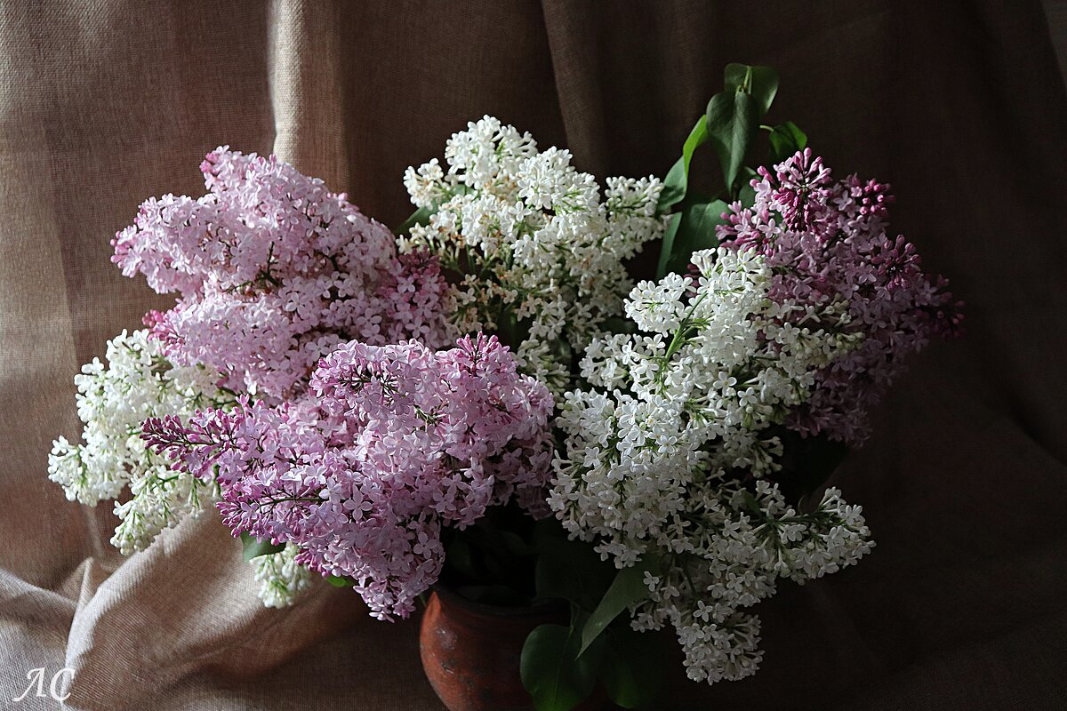 Свет и тень - Любовь Сахарова