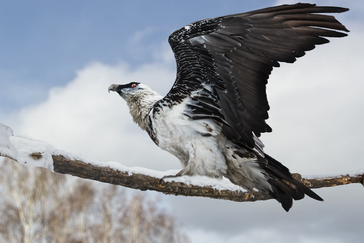 Бородач - SanSan 