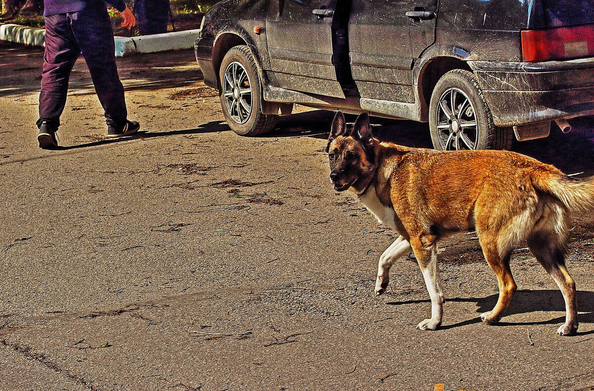 А, говорят, в Нефтеюганске перевелись бродячие псы!? - Владимир 