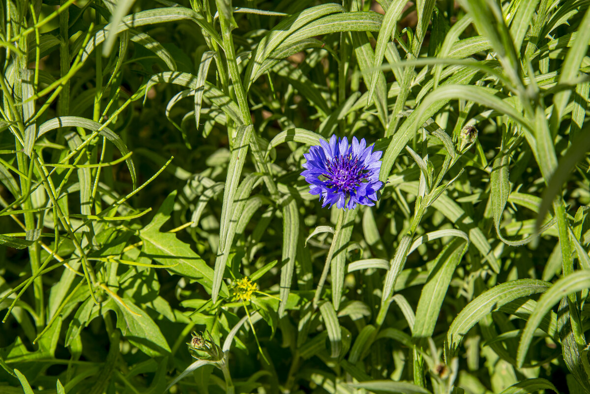Василёк - Анатолий Чикчирный