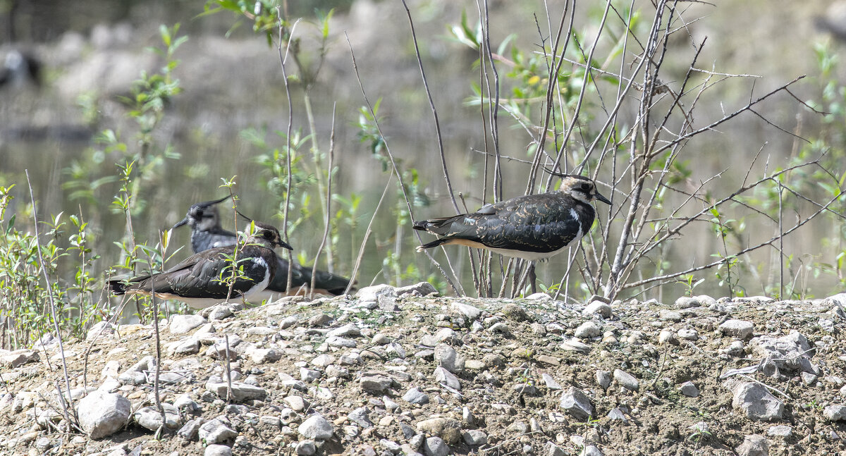чибис - юрий макаров