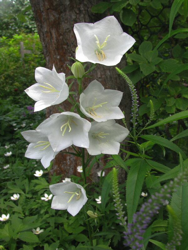 Белые красавцы - Людмила Смородинская