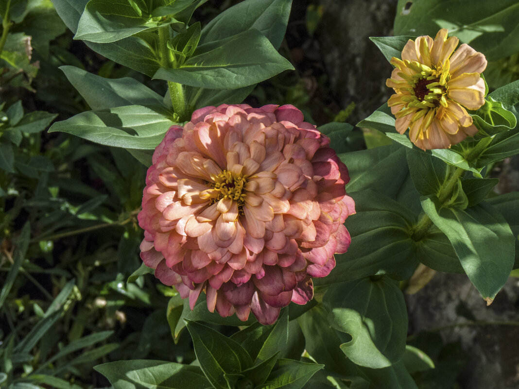 Циния - Валентин Семчишин