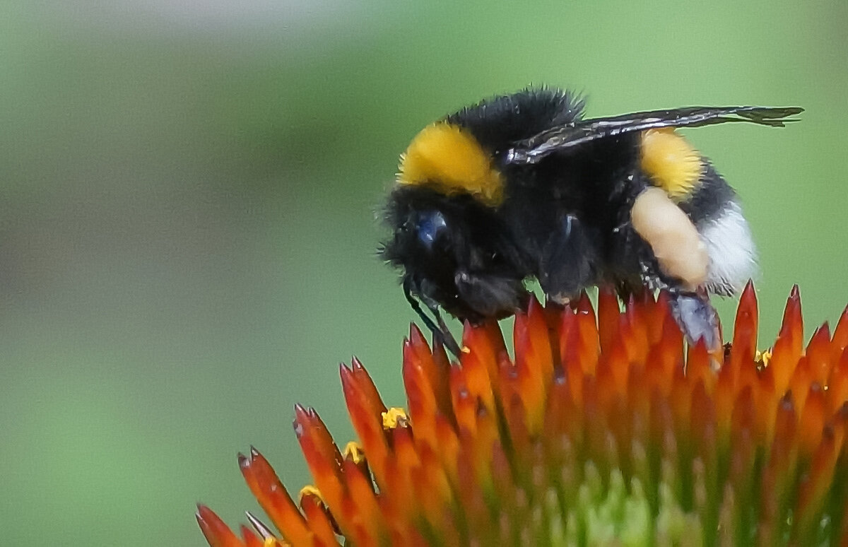 Когда много работы... - Николай Саржанов
